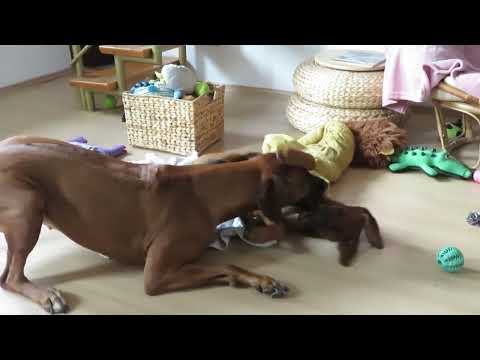 Rhodesian ridgeback puppy Zaira playing with her aunt Sabah