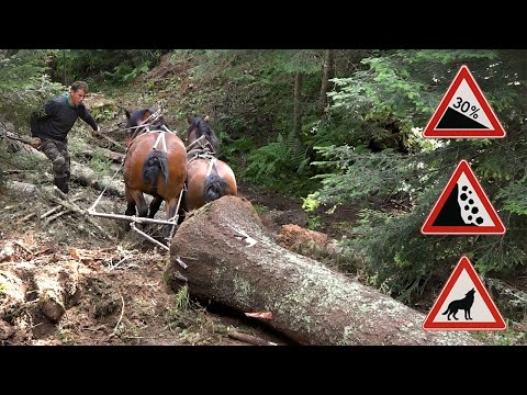 FURMANI KOD VUČIJE PEĆINE - DUGI DO !!!