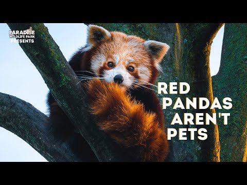Why a Red Panda wouldn't make a good pet!