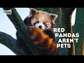 Why a Red Panda wouldn't make a good pet!