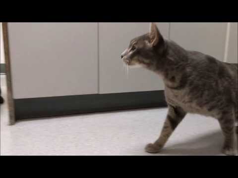 Healed IMPeek plate rod humeral fracture in a cat