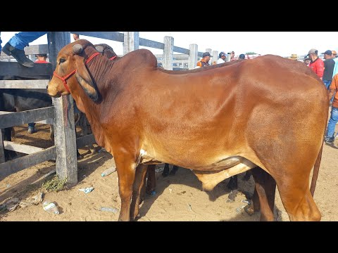Feira de gado .Só as pareias em Dois Riachos Alagoas 25/03/26#nordeste