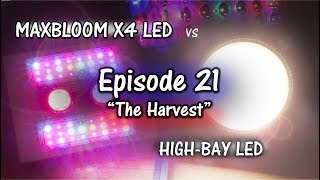 MaxBloom vs High Bay LED Grow Light Ep.21 (The Harvest)