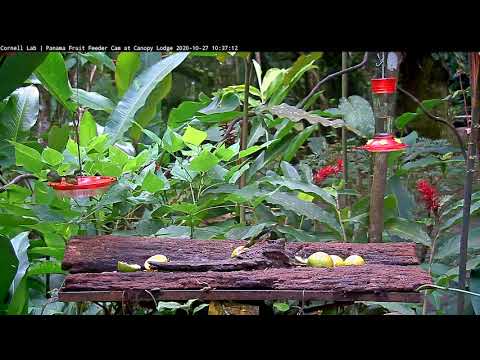 Honeycreeper Interrupts Bananaquits Feeding On Nectar At The Panama Fruit Feeder – Oct. 27, 2020
