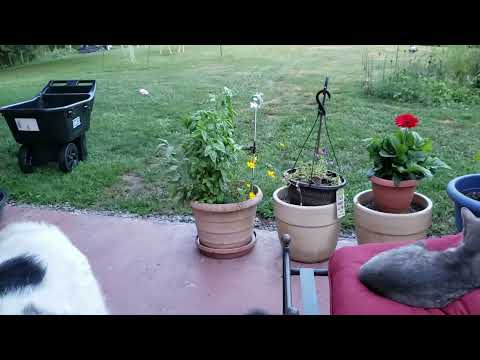 Dog Chases Away Wild Deer in Garden - 1280780