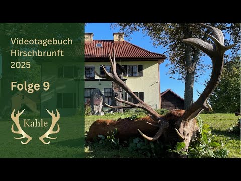 Goldmedaillenhirsch auf der Strecke! Hirschbrunft in Masuren / Polen | Tag 9