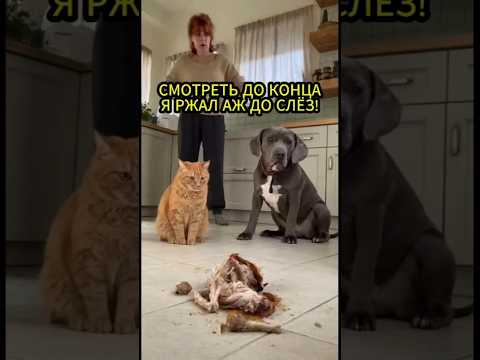 КТО ИЗ ВАС ЭТО СДЕЛАЛ? КОТ ПОДСТАВИЛ СОБАКУ. СМЕШНОЕ ВИДЕО ДО СЛËЗ