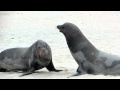 Male Sea Lions Fighting