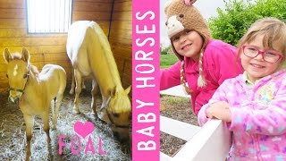 Visiting Adorable Baby Horses (Foals)! | Crazy8Family