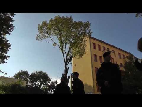 Fällung der ersten Linde Crelle 22a