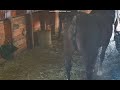 Horse Poop