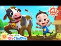 Jugando En El Barro Con La Vaca Lola LiaChaCha En Español Canciones Infantiles