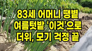 83세 어머니 땡볕 여름텃밭 ‘이것’으로 더위, 모기 걱정 끝
