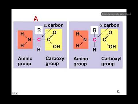 Protein Structure, BIO105 Introductory Biology, David Champlin, USM