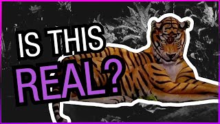 Making Of a Bodypainting Illusion by Johannes Stoetter video