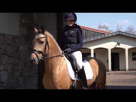 STEENDIEKS CHA CHA CHA 3j. Falbhengst v. FS Chacco Blue - Donnertraum