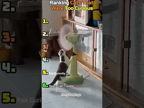 Ranking the Funniest Most Curious Cats! 😹