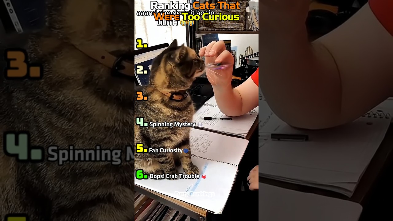 Ranking Cats That Were Too Curious 😹
