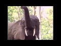 Aurlus Mabele Aurlus Elephant
