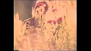 Sparklehorse – Sunshine (Official Video)