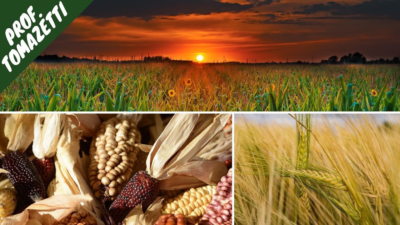 Híbridos | Melhoramento Genético Vegetal