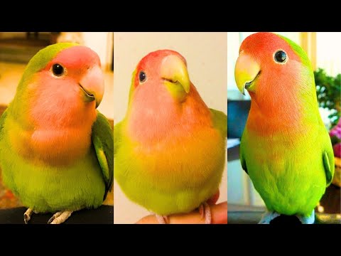 FUNNY AND CUTE PARROTS - TRY NOT TO LAUGH!