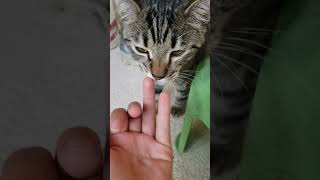 Cat licks my finger
