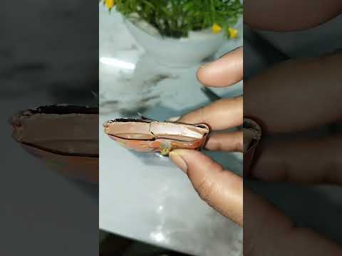 Dairy milk crunch cola gems surprise #shorts #subscribe #ytshorts #chocolate