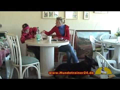 Personenschutzhund - Deutscher Schäferhund "Quirl vom Hessenstein" Einbruch im Wintergarten