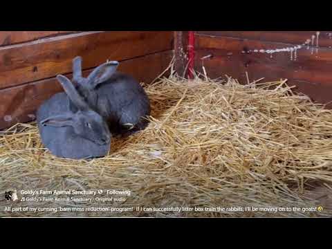 FB Goldy's Farm Animal Sanctuary  Madeline n Moose  🤣 103pm   1102026