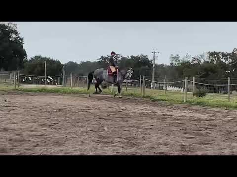 Nairo 2017 Lusitano Stallion