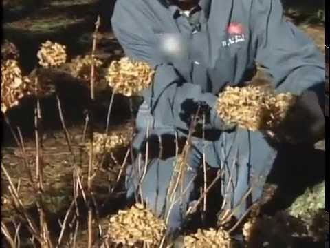 download lagu mp3 mp4 Propagating Hydrangeas In Winter, download lagu Propagating Hydrangeas In Winter gratis, unduh video klip Propagating Hydrangeas In Winter