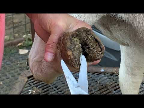 , title : 'Basic Hoof Trimming - Boer Goats'