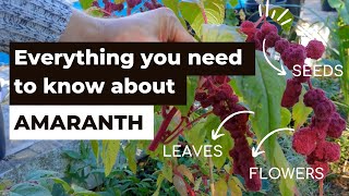 Everything you need to know about Amaranth from growing and harvesting to eating and storing
