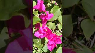 WHATEVER I SAY MEANS I LOVE YOU...Donna Fargo /Karaoke Version