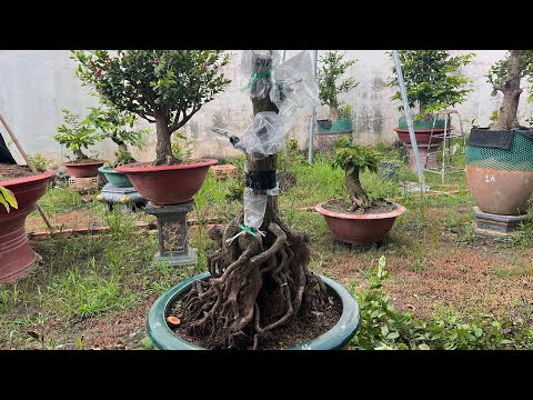 ghép mai trong mùa mưa xem đạt hiệu quả 100% hay không #sieubongsaigon #Thiêtmaitứquý