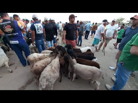 FEIRA DE ANIMAIS EM ITABAIANA-PB DISTRITO CARIATÁ BODE OVELHA CABRAS 12/10/2025