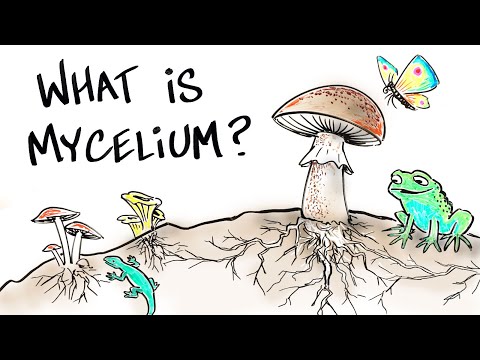 What is Mushroom Mycelium?