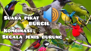 Download lagu suara pikat Kolibri|||pikat  BURCIL|| kutilang ribut & burung kejepit#mp3pikat mp3
