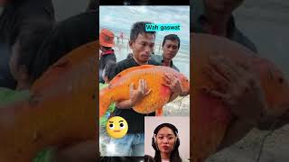 Download lagu Ikan mas legendaris danau toba ditangkap warga #cerita #ceritarakyat #mitos #legenda #viral #short mp3
