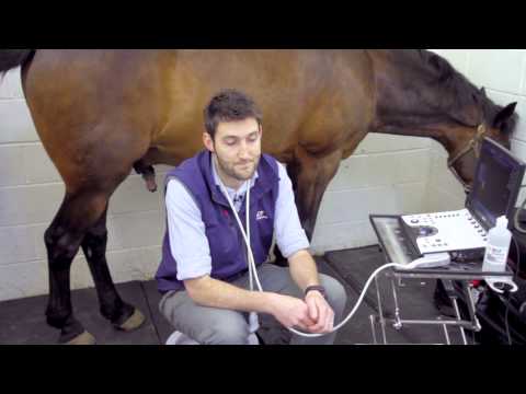 IMV imaging Ultrasonography of the Distal Limb video 3 - Indications and timings