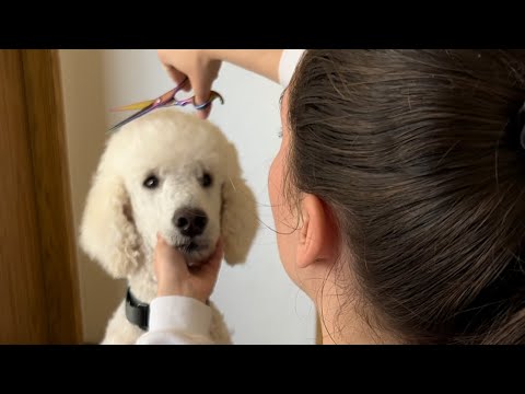Everything you need to groom your Poodle/Doodle at home