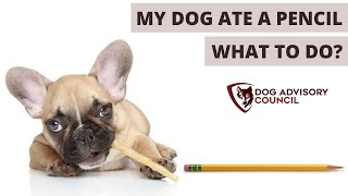 What Happens If A Dog Eats A Pencil
