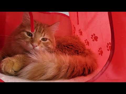 🐱My Big Cat Family - Jiulia & Liusia #short #cute #cutecats #funnycats #cutecatsvideo