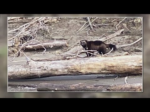 Rare Sighting Of Wolverine Reported Near Portland