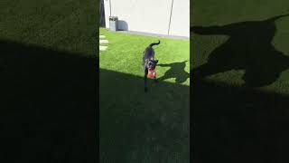 Video preview image #1 Mutt Puppy For Sale in Goodyear, AZ, USA