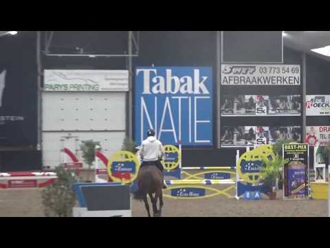 Clinton x Calido (Full sister Coupe de coeur)4y mare