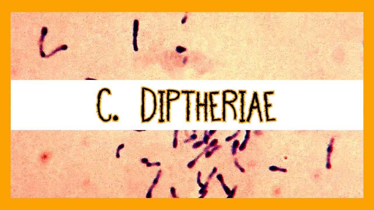 Corynebacterium Diptheriae