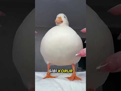 Bu Ördeğin Alarm Düğmesi Var! 🦆