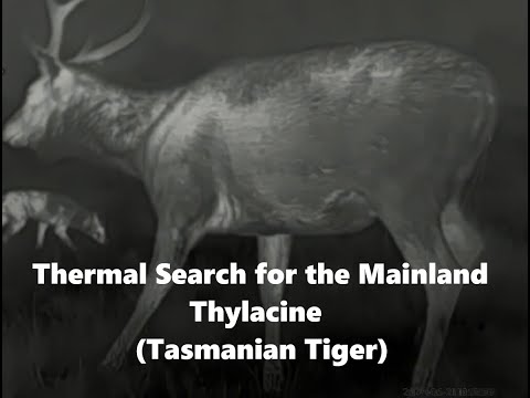 Thylacine Search 2024 / Thermal footage on a foggy night  - Test Area (HD)